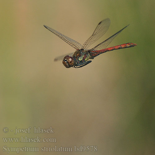 Sympetrum striolatum bd9578