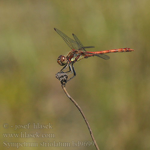 Sympetrum striolatum bd9699