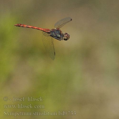 Sympetrum striolatum bd9733