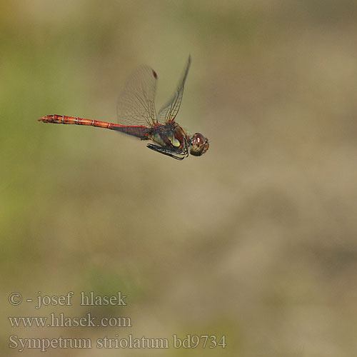 Sympetrum striolatum bd9734