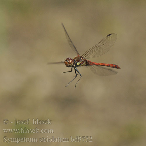 Sympetrum striolatum bd9752