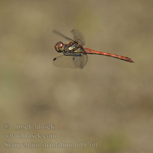 Progasti kamenjak Sympetrum striolatum Common Darter Stor Hedelibel Lännensyyskorento Sympétrum côté strié Bruinrode heidelibel Simpetro striato Große Heidelibelle Szablak podobny pestrá Vážka žíhaná Stor ängstrollslända Progasti kamenjak Rødbrun høslibelle Сжатобрюх исчерченный Тонкочеревець смугастий