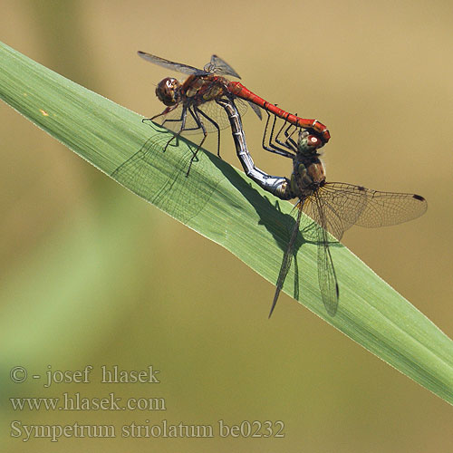 Sympetrum striolatum be0232