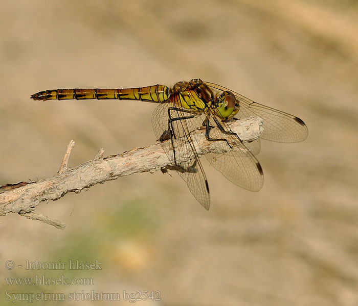 Common Darter Sympetrum striolatum Stor Hedelibel Lännensyyskorento Sympétrum côté strié Bruinrode heidelibel Simpetro striato Große Heidelibelle Szablak podobny Vážka pestrá žíhaná Stor ängstrollslända Progasti kamenjak Rødbrun høslibelle Сжатобрюх исчерченный Тонкочеревець смугастий Progasti kamenjak