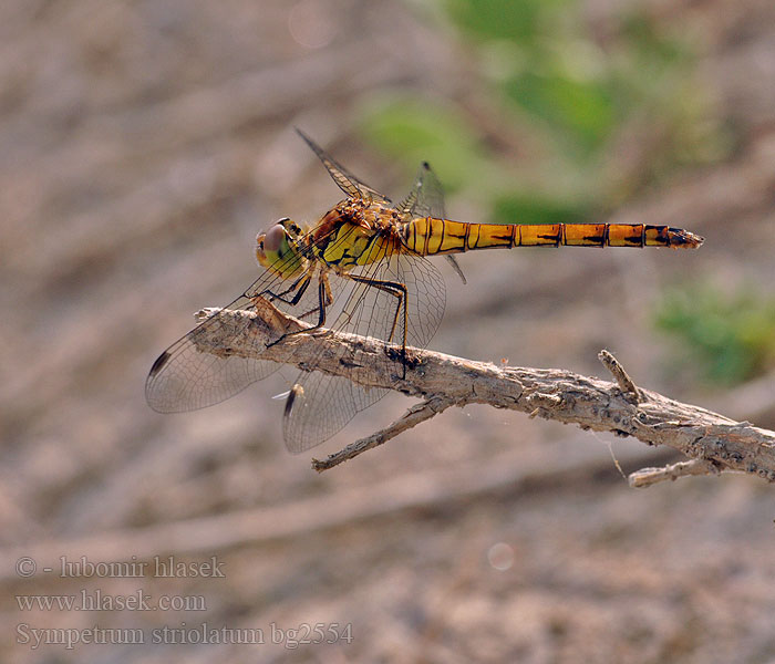 Simpetro striato Common Darter Sympetrum striolatum Stor Hedelibel Lännensyyskorento Sympétrum côté strié Bruinrode heidelibel Große Heidelibelle Szablak podobny Vážka pestrá žíhaná Stor ängstrollslända Progasti kamenjak Rødbrun høslibelle Сжатобрюх исчерченный Тонкочеревець смугастий Progasti kamenjak