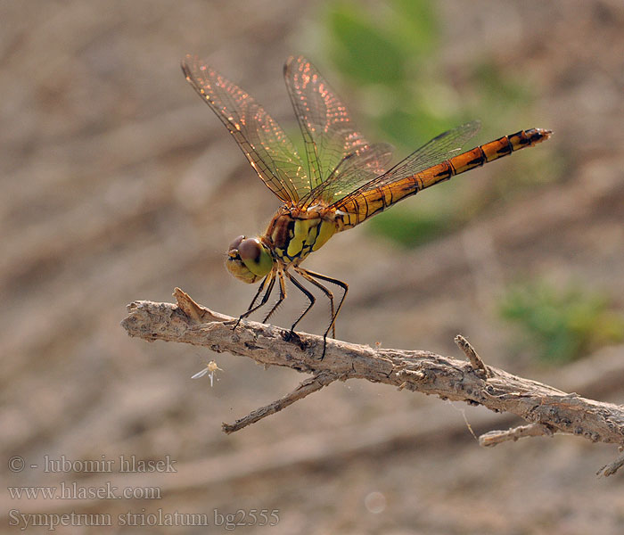 Sympetrum striolatum Simpetro striato Common Darter Stor Hedelibel Lännensyyskorento Sympétrum côté strié Bruinrode heidelibel Große Heidelibelle Szablak podobny Vážka pestrá žíhaná Stor ängstrollslända Progasti kamenjak Rødbrun høslibelle Сжатобрюх исчерченный Тонкочеревець смугастий Progasti kamenjak