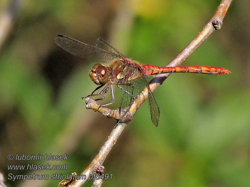 Simpetro striato Common Darter Stor Hedelibel Sympetrum striolatum