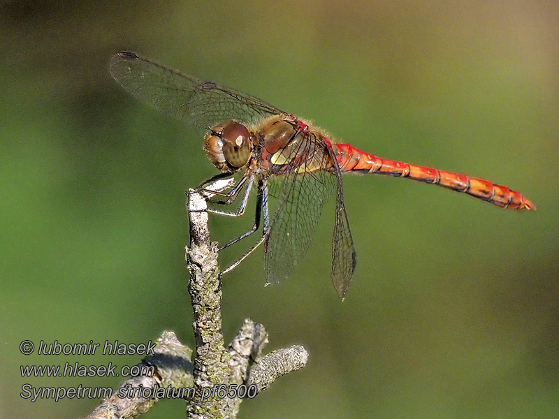 Lännensyyskorento Sympétrum côté strié Sympetrum striolatum