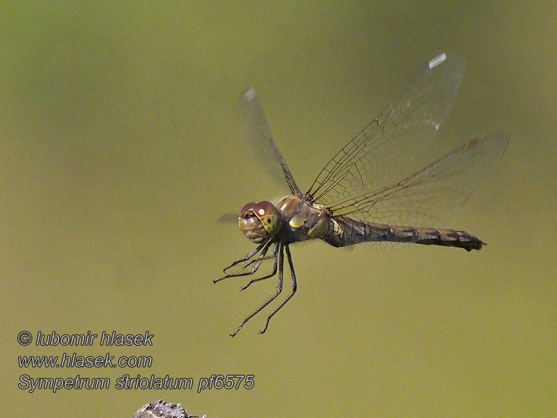 Bruinrode heidelibel Große Heidelibelle Szablak podobny Sympetrum striolatum