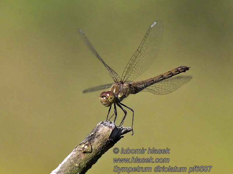 Vážka žíhaná Sympetrum striolatum