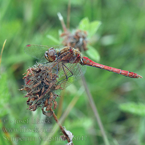 Sympetrum vulgatum Vagrant Darter Almindelig Hedelibel Punasyyskorento Sympétrum commun Steenrode heidelibel Simpetro volgare Gemeine Heidelibelle Szablak zwyczajny Vážka obyčajná obecná Allmän ängstrollslända Navandi kamenjak Sørlig høstlibelle Сжатобрюх обыкновенный Тонкочеревець звичайний Navadni kamenjak