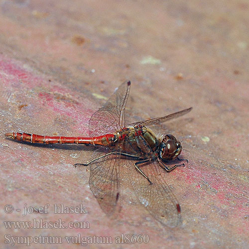 Sympetrum vulgatum al8660