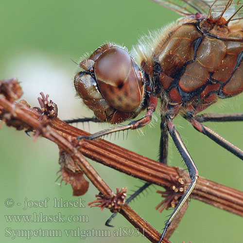 Sympetrum vulgatum al8931