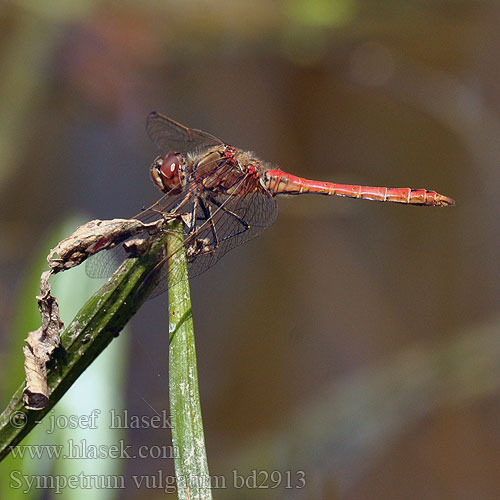 Sympetrum vulgatum bd2913