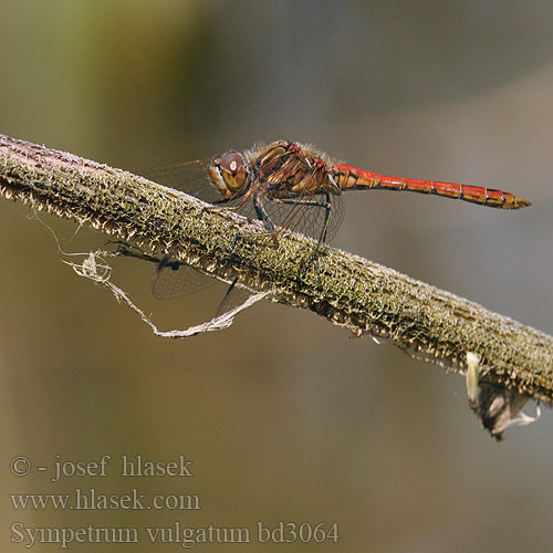 Sympetrum vulgatum bd3064