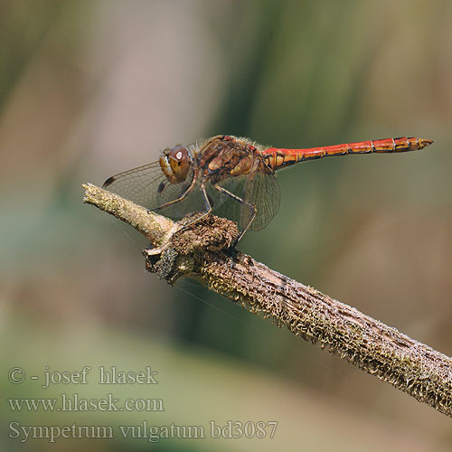 Sympetrum vulgatum bd3087