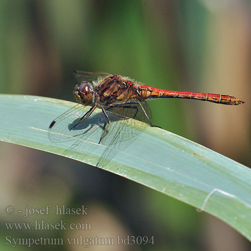 Sympetrum vulgatum bd3094