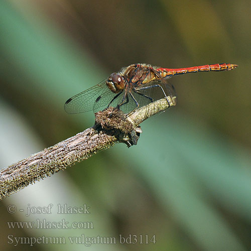 Vagrant Darter Moustached Almindelig Hedelibel Punasyyskorento Sympétrum commun Steenrode heidelibel Simpetro volgare Gemeine Heidelibelle Szablak zwyczajny Vážka obyčajná obecná Allmän ängstrollslända Navandi kamenjak Sørlig høstlibelle Сжатобрюх обыкновенный Тонкочеревець звичайний Navadni kamenjak Sympetrum vulgatum