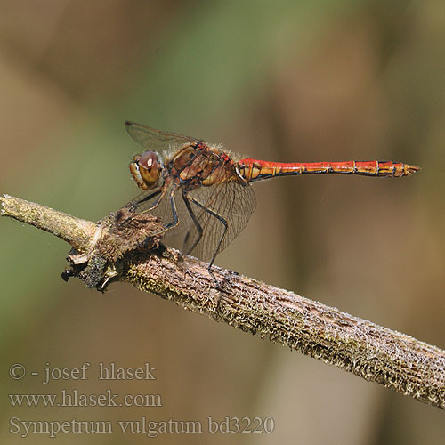 Sympetrum vulgatum bd3220