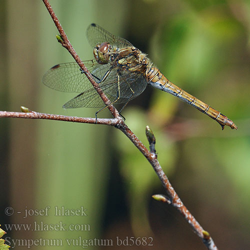 Sympetrum vulgatum bd5682