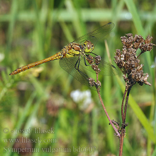 Sympetrum vulgatum bd6607