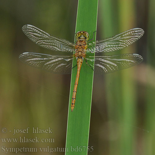 Sympetrum vulgatum bd6755