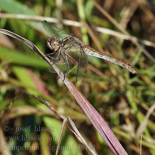 Sympetrum vulgatum bd8424