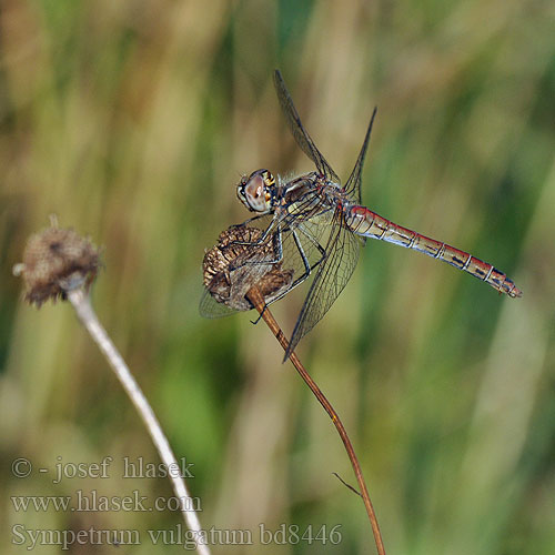 Sympetrum vulgatum bd8446