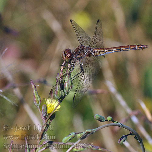 Sympetrum vulgatum bd8595