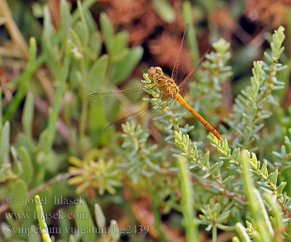 Navadni kamenjak Sympetrum vulgatum Vagrant Darter Moustached Almindelig Hedelibel Punasyyskorento Sympétrum commun Steenrode heidelibel Simpetro volgare Gemeine Heidelibelle Szablak zwyczajny Vážka obyčajná Vážka obecná Allmän ängstrollslända Navandi kamenjak Sørlig høstlibelle Сжатобрюх обыкновенный Тонкочеревець звичайний