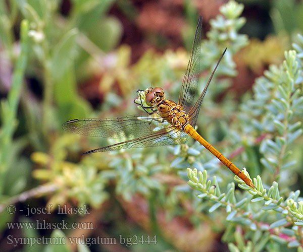 Sympetrum vulgatum bg2444