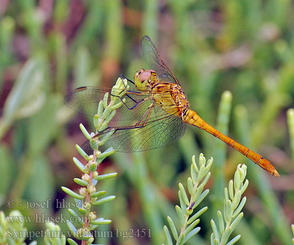 Sympetrum vulgatum bg2451