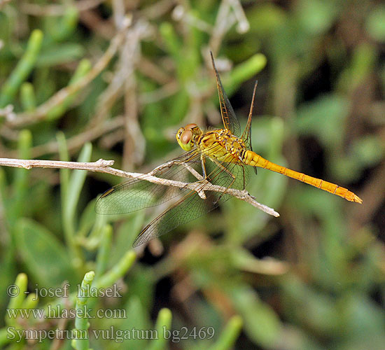 Sympetrum vulgatum bg2469