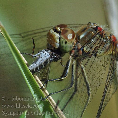 Sympetrum vulgatum d3591