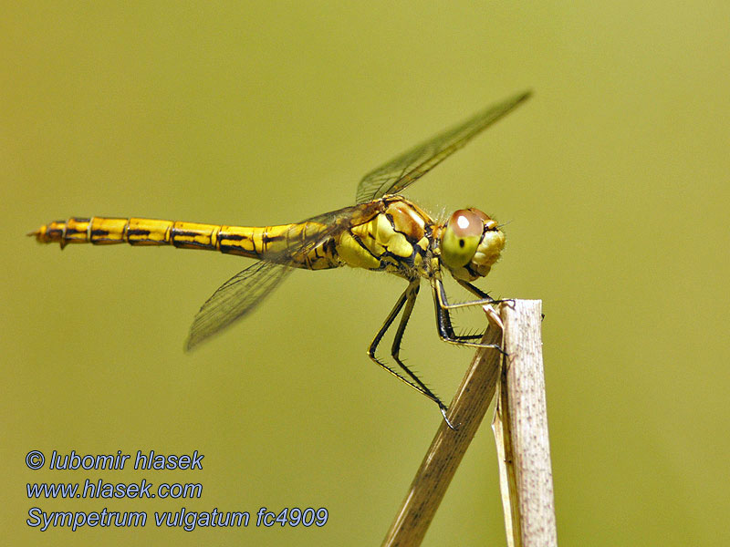 Vagrant Darter Moustached Almindelig Hedelibel Sympetrum vulgatum