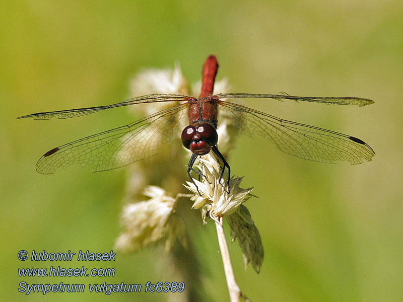 Punasyyskorento Sympétrum commun Sympetrum vulgatum