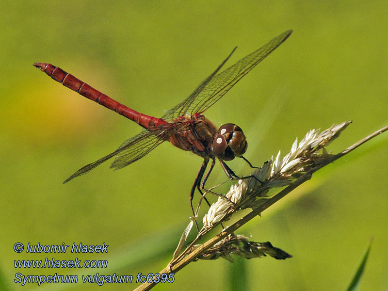 Steenrode heidelibel Simpetro volgare Sympetrum vulgatum