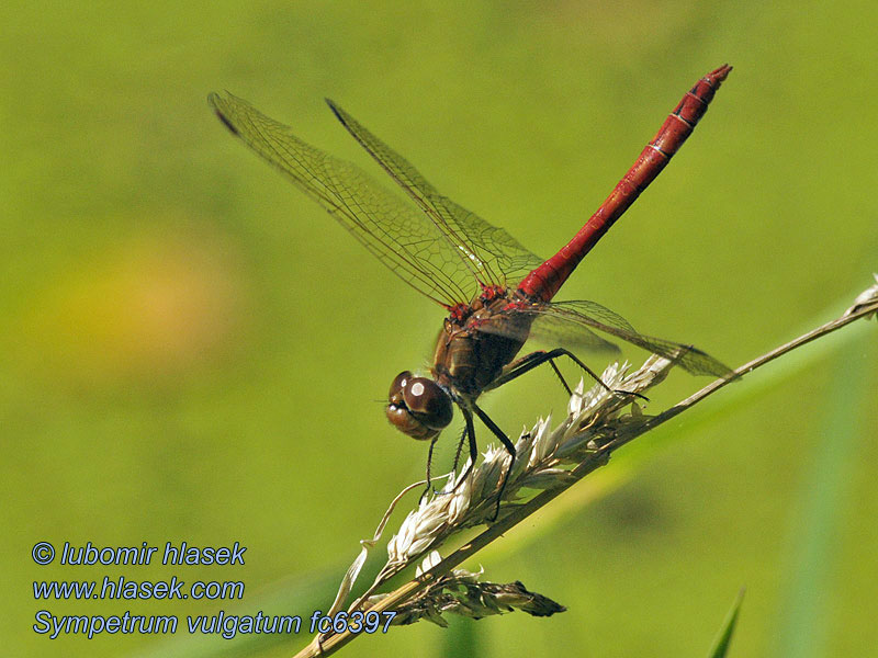 Gemeine Heidelibelle Szablak zwyczajny Sympetrum vulgatum