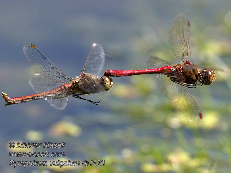 Vážka obecná Sympetrum vulgatum