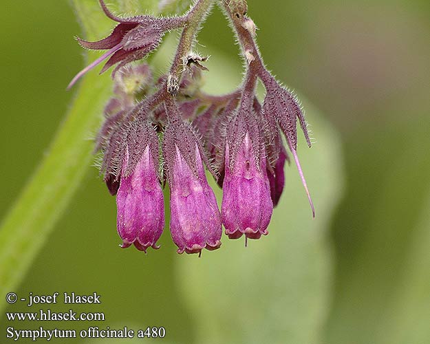 Gewone smeerwortel Żywokost lekarski Navadni gabez Common Comfrey