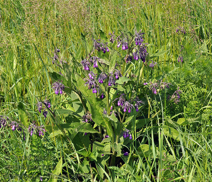 Symphytum officinale Gemeiner Beinwell Żywokost lekarski