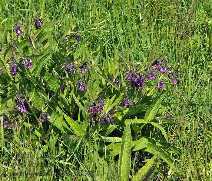 Symphytum officinale Kostihoj lekársky Kostival lékařský