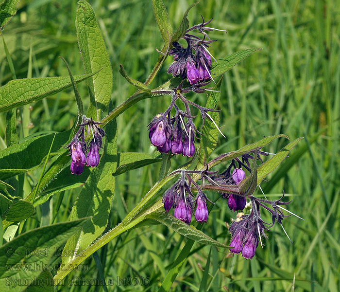 Kostival lékařský Symphytum officinale Consuelda mayor