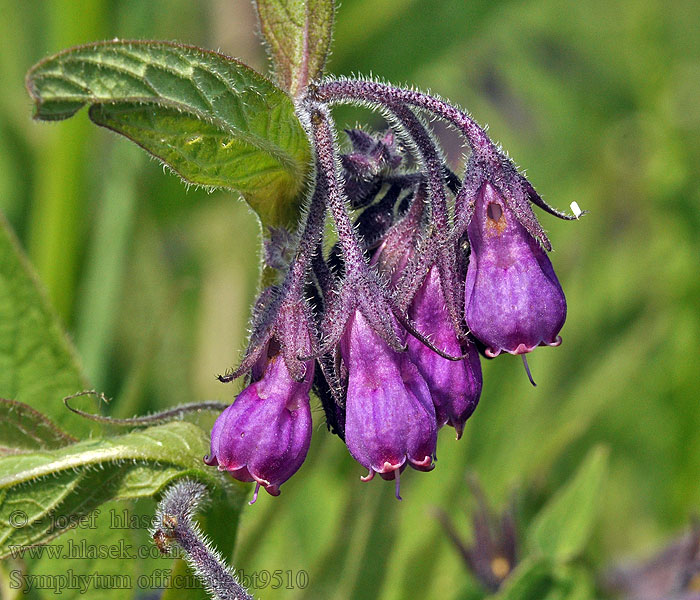 Symphytum officinale