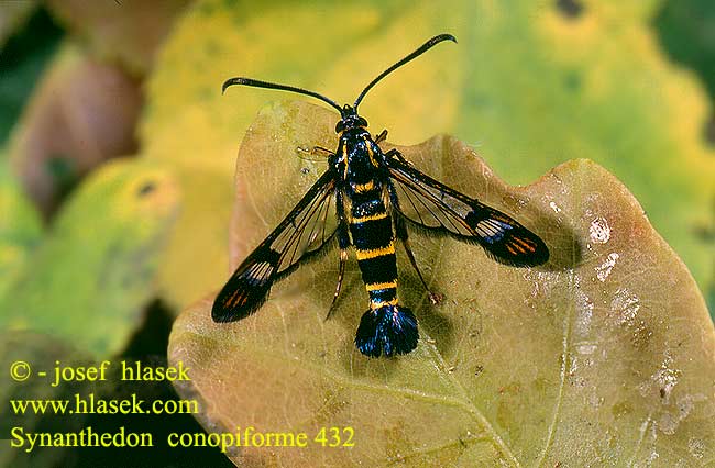 Synanthedon conopiforme