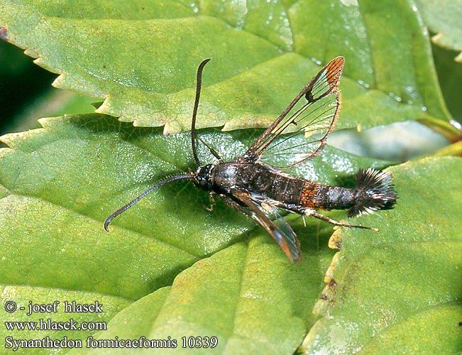 Synanthedon formicaeformis 10339