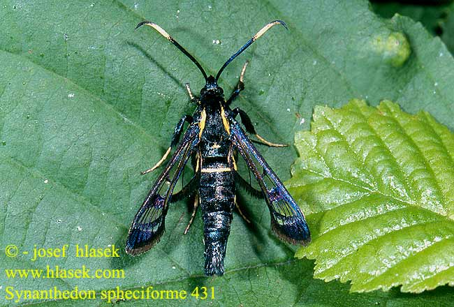 Synanthedon spheciforme spheciformis Nesytka olšová