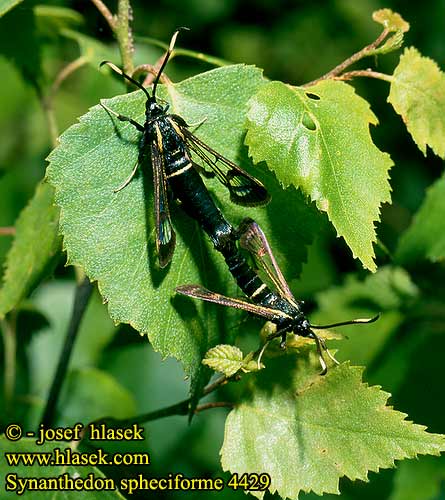 Erlen-Glasflügler White-barred Clearwing Podobník hrabavkovitý