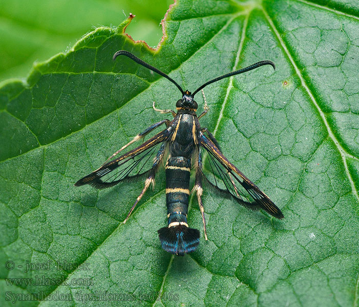 Synanthedon tipuliformis