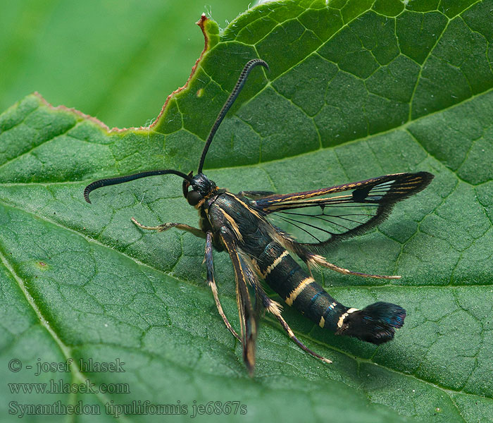 Sesia grosselloro Synanthedon tipuliformis